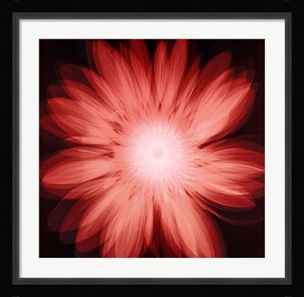 Framed Radiant Gerbera Print