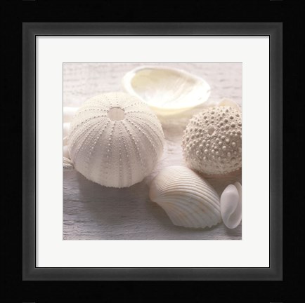 Framed Driftwood Shells IV Print