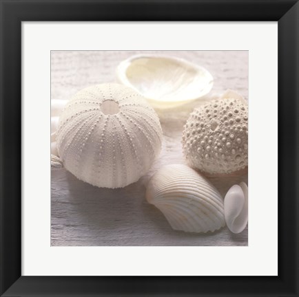 Framed Driftwood Shells IV Print