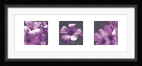 Framed Plumeria Print