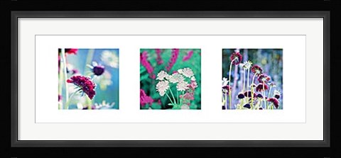 Framed Summer Border Triptych Print