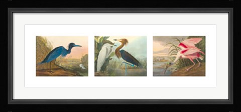 Framed Birds of America Print