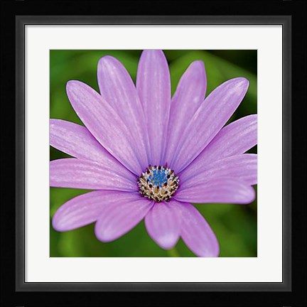 Framed Fleur I Print