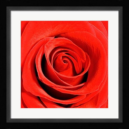 Framed Scarlet Rose Print