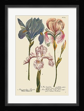 Framed Iris Resplendant III Print