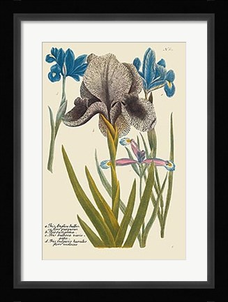 Framed Iris Resplendant IV Print