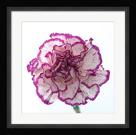 Framed Carnation Creation I Print