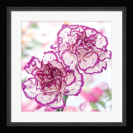 Framed Carnation Creation II Print