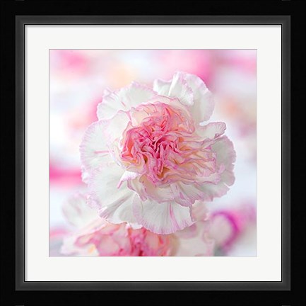 Framed Carnation Creation III Print