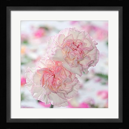 Framed Carnation Creation IV Print