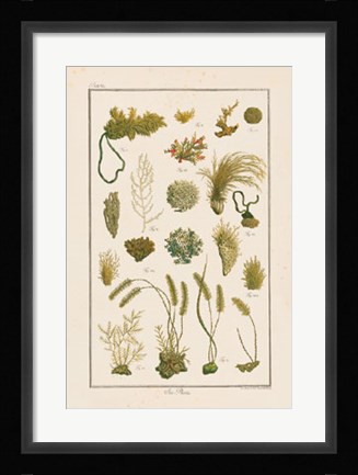 Framed Sea Plants I Print