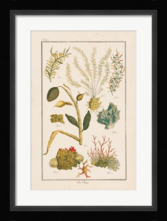 Framed Sea Plants II Print