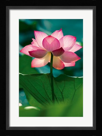 Framed Lotus In Radiance Print