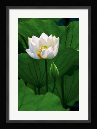 Framed White Lotus Print