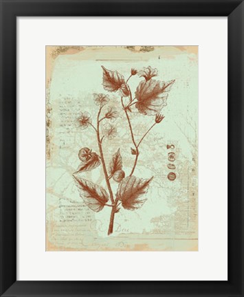 Framed Botanical II Print