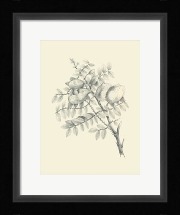 Framed Chicken Stone Tree Print
