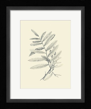 Framed Zinzeber Ginger Print