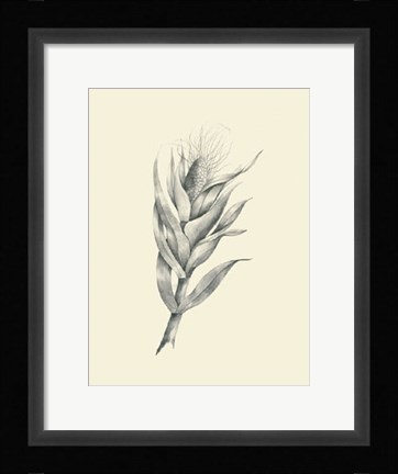 Framed Indian Corn Print