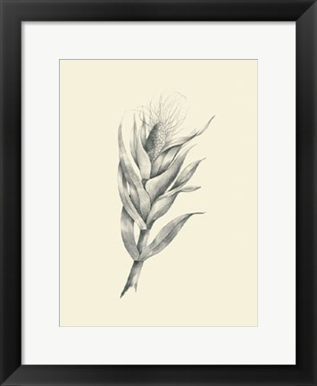 Framed Indian Corn Print