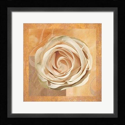 Framed Warm Rose II Print