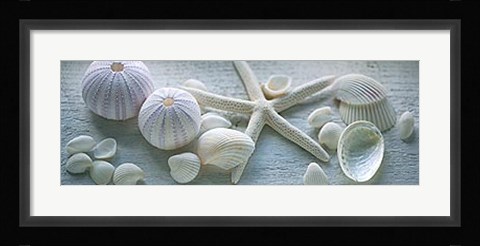 Framed Driftwood Shells I Print