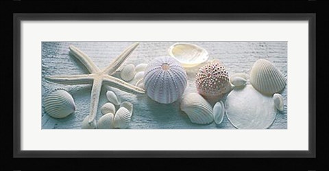 Framed Driftwood Shells II Print
