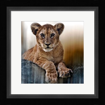 Framed Cub Print