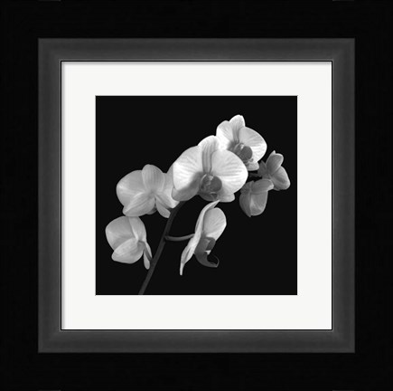 Framed Orchid Illusion I Print