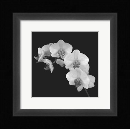 Framed Orchid Illusion II Print