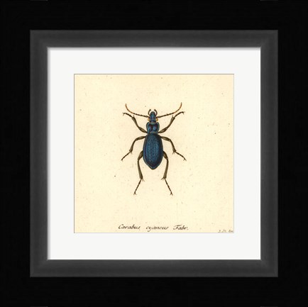 Framed Carabus Cyaneus Print