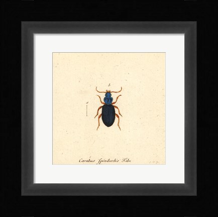 Framed Carabus Fpinibarbis Print