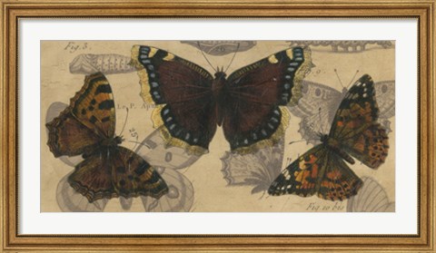 Framed Bold Butterfly Panel III Print
