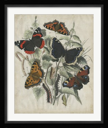 Framed Butterfly Haven I Print