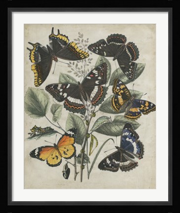 Framed Butterfly Haven II Print