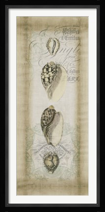 Framed Cartouche &amp; Shells I Print