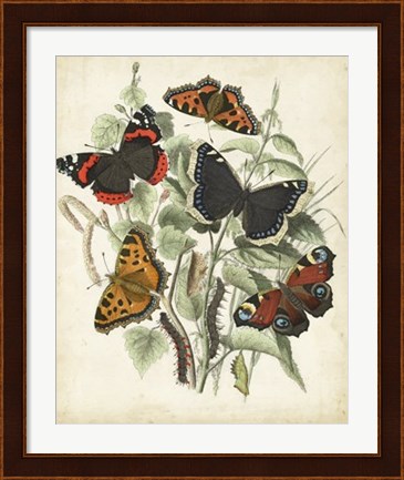 Framed Non-Embellished Butterfly Haven I Print