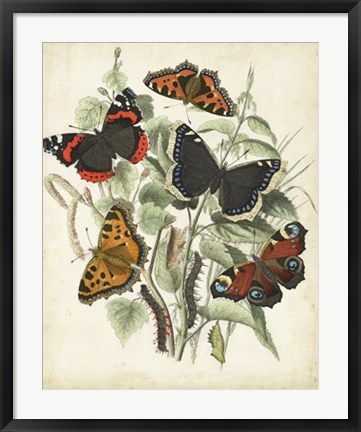 Framed Non-Embellished Butterfly Haven I Print