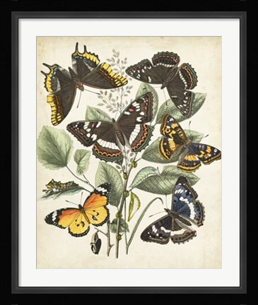 Framed Non-Embellished Butterfly Haven II Print