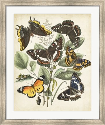 Framed Non-Embellished Butterfly Haven II Print