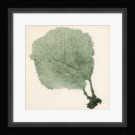 Framed Sea Fan II Print