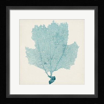 Framed Sea Fan III Print