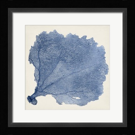 Framed Sea Fan V Print