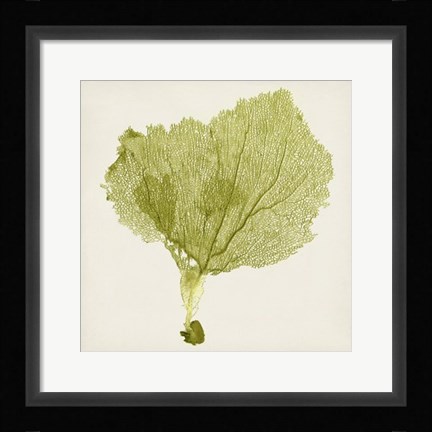 Framed Sea Fan VIII Print