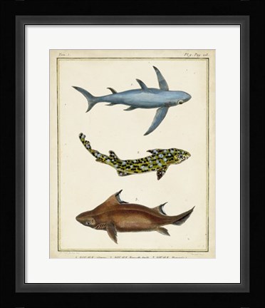Framed Antique Rays &amp; Fish III Print