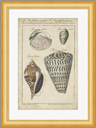 Framed Vintage Shell Study II Print