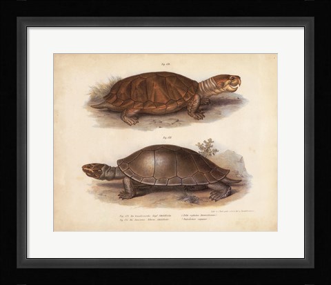 Framed Antique Turtle Pair II Print