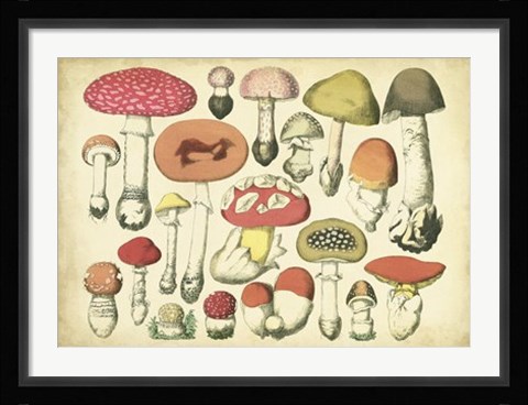 Framed Vintage Mushroom Chart Print