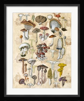 Framed Mycological Study Print