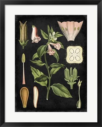 Framed Study in Botany II Print