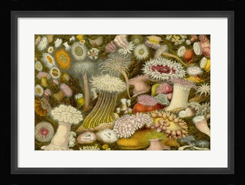 Framed Sea Anemone Panorama Print